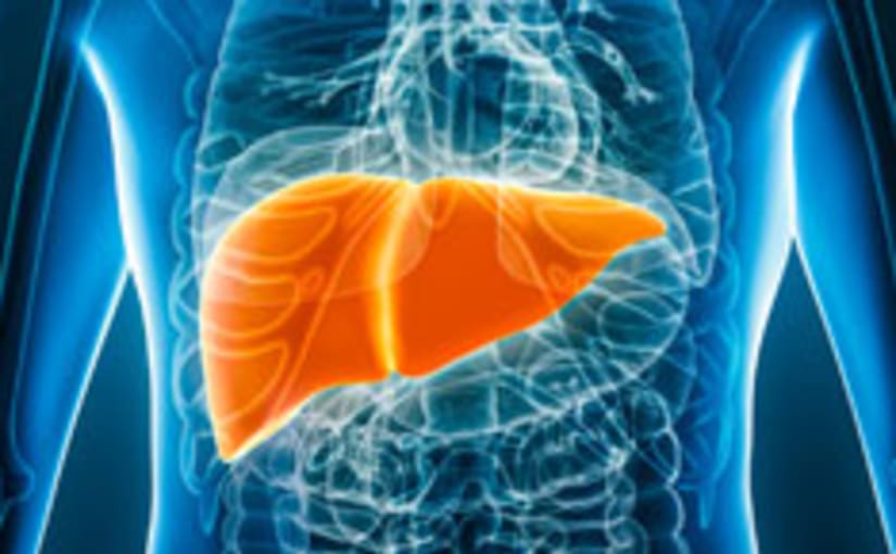Liver illustration